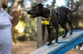 Dog Training Service, Chennai