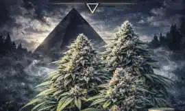 Feminized Seeds USA – Premium Genetics for Reliabl, $ 0