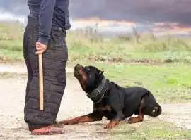 Dog Training Service, Mumbai