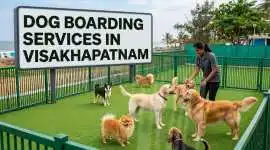 Dog Boarding Services, Visakhapatnam