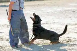 Dog Training Service, Hyderabad