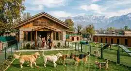 Dog Boarding Service, Srinagar