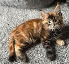 Maine Coon Kittens Near Wisconsin, Milton