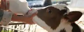 Calf Milking Bottle for Easy and Safe Calf Feeding, Noida