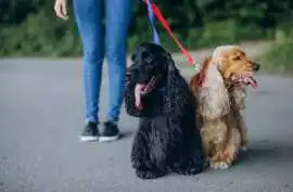 Dog Walkers, Bengaluru