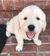 English Cream Golden Retriever Puppies for Sale, Nashville