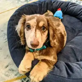 Long Haired Dachshund Puppies for Sale Today, ps 0