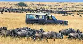 African Wildlife Safari Packages in Kenya 