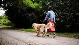 Dog Walkers, Delhi