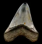 6 Inch Megalodon Sharks Tooth Fossil for Sale , Post Falls