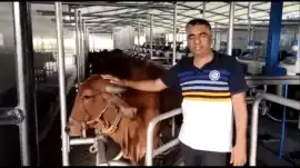 Best Automated Milking Parlor India for Indigenous, Noida