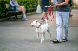 Dog Walkers, Chennai