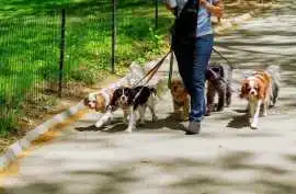Dog Walkers, Mumbai
