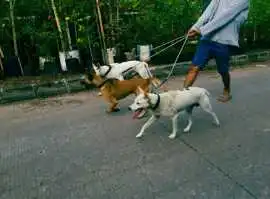 Dog Walkers, Hyderabad
