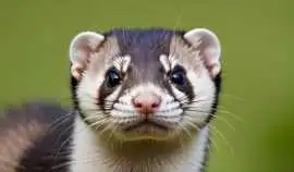 Ferret Racing for Team Building | Hire Ferret Raci, London