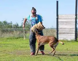 Dog Training Service, Pune