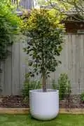 Artificial Bamboo Options That Add Height, Melbourne