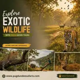 Explore Exotic Wildlife with India Safari Tours