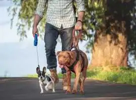 Dog Walkers, Pune
