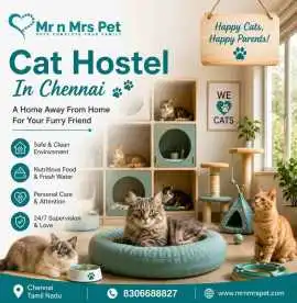 Cat Hostel, Chennai