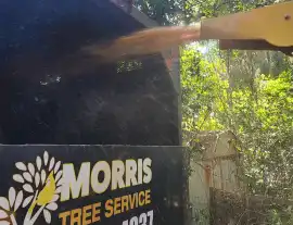 Clearwater Tree Removal and Stump Grinding Service, Holiday