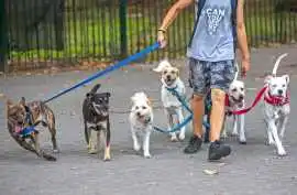 Dog Walkers, Kolkata