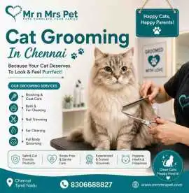 Cat Grooming, Chennai