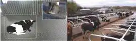 Cow Rubber Mat Buy Online from Vansun Milking , Noida