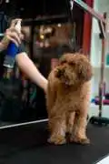 Best Grooming Care for Dogs in Fort Worth, TX , Fort Worth