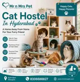 Cat Hostel, Hyderabad