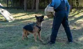 Dog Training Service, Kolkata