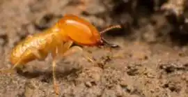 Termite Treatment Sydney | Knockdown Pest Control, Belmore