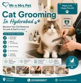 Cat Grooming, Hyderabad