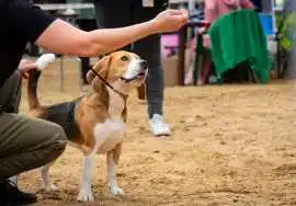 Dog Training Service, Ahmedabad