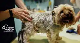 Need a Certified Mobile Pet Groomer in Dubai? Sche, Dubai