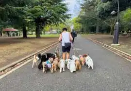 Dog Walkers, Ahmedabad