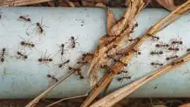 24-Hour Pest Control Services – Fast & Reliable Pe, Bukit Timah