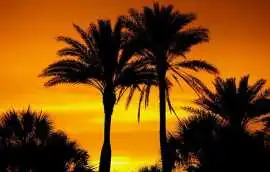 Best Services to File a Corporation in Florida Tod, Calabasas