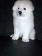 Bring Home a Loving Samoyed Friend in Illinois, Lockport