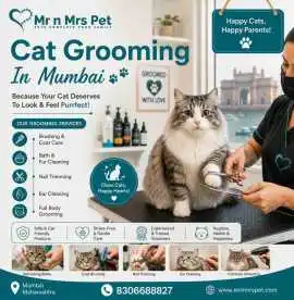 Cat Grooming, Mumbai