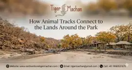 How Animal Tracks Connect to the Lands Around Park