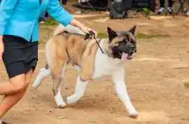 Dog Training Service, Jaipur