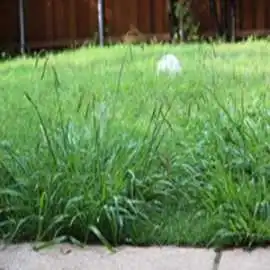 Choose the Instant Lawn Adelaide – Fresh, Green & , Hove