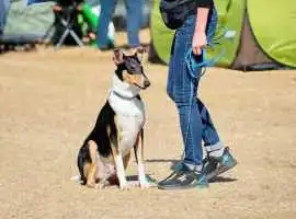 Dog Training Service, Noida