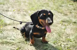 Cute Dachshund Puppies for Adoption Online, Los Angeles