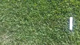 Turf Selection Guidance For Sydney Landscaping Req, Sydney