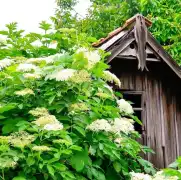 Mail Order Plant Nurseries with Premium Landscape , McMinnville