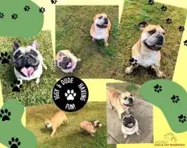 Dog Day Care Sydney Safe & Engaging Pet Care