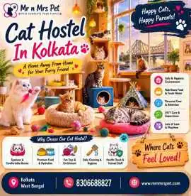 Cat Hostel, Kolkata