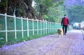 Dog Walkers, Noida